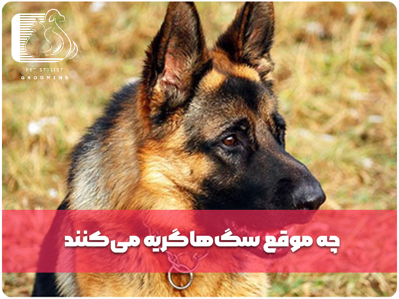 چه موقع سگ‌هاگریه می‌کنند